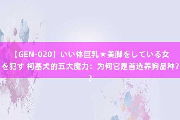 【GEN-020】いい体巨乳★美脚をしている女を犯す 柯基犬的五大魔力：为何它是首选养狗品种？