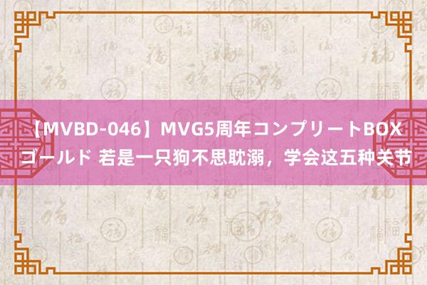 【MVBD-046】MVG5周年コンプリートBOX ゴールド 若是一只狗不思耽溺，学会这五种关节